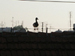 kaczor na dachu